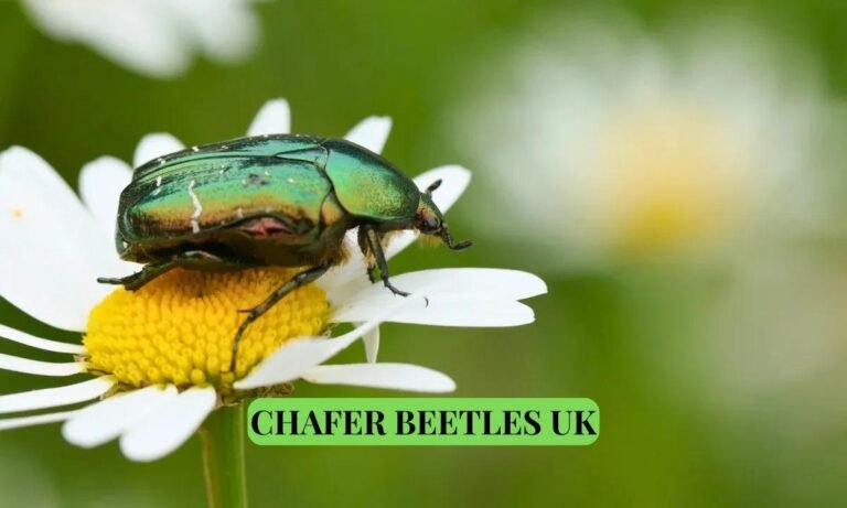 Chafer Beetles UK Complete Guide Life Cycle Habitat and Impact on Gardens poem morgan harper Nichols