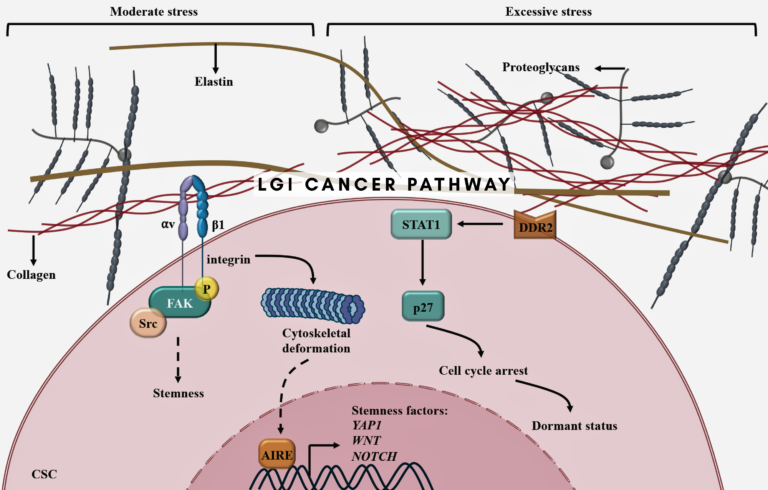 LGI Cancer Pathway A Complete Guide to Diagnosis Treatment and Patient Care beccles museum